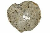 Bargain Amaltheus Ammonite Specimen - France #190069-1